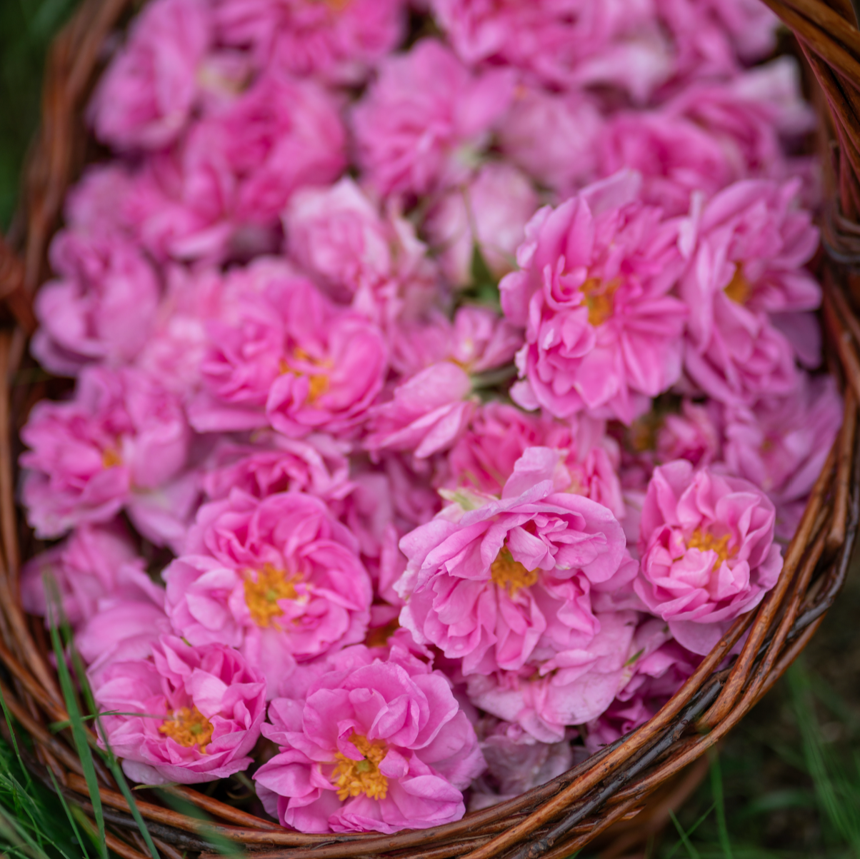 Чай ROSE - Image 3